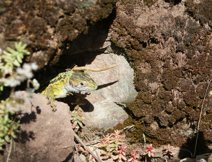 La Bourgade, Estables, Gachoux, Vercuéjols-La Bourgade, Estables, Gachoux, Vercuéjols